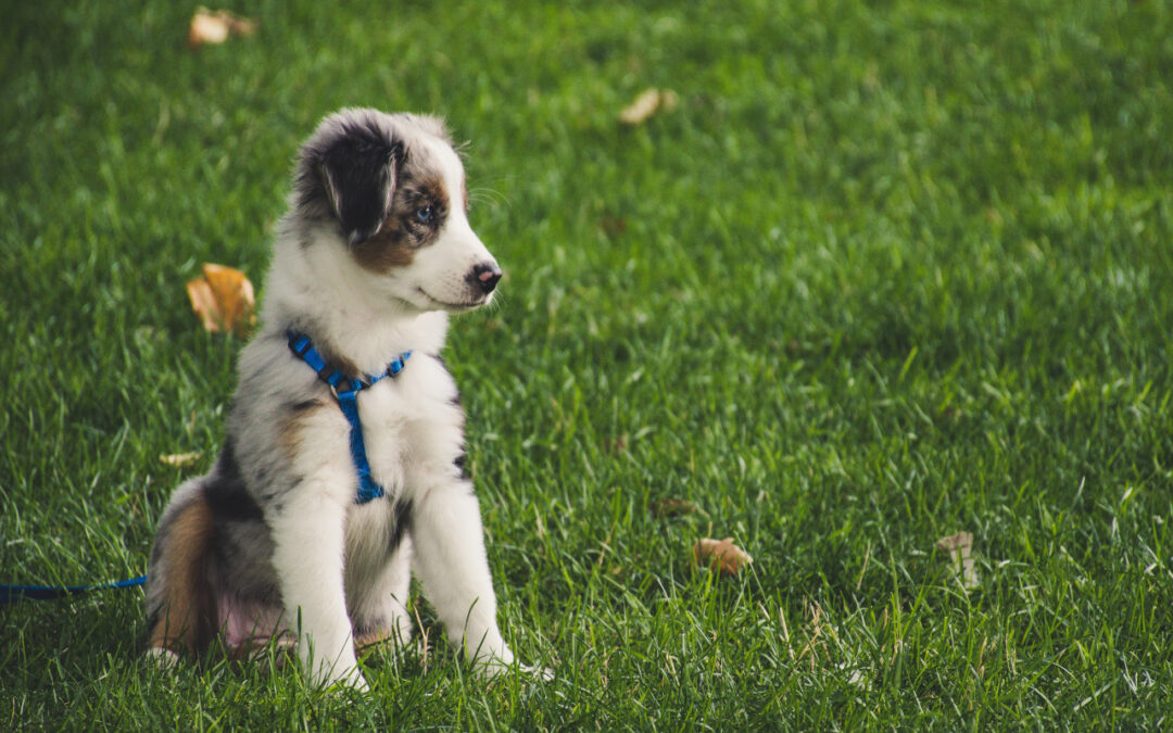 Tips When Dog Breeding