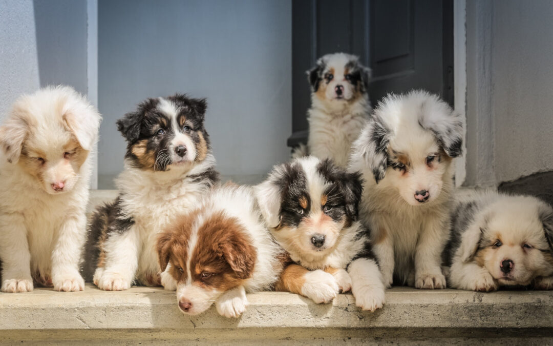Dog Breeding to Earn Income