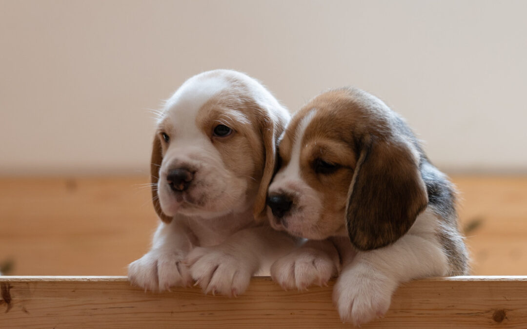 Dog Breeding the Ethical Way