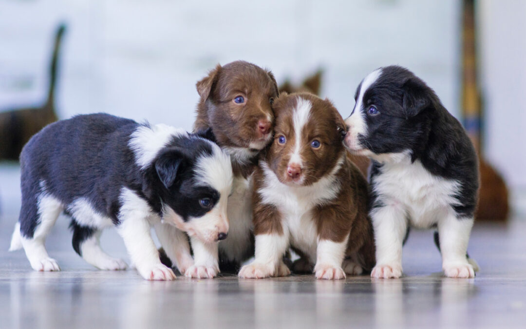 Dog Breeding Fundamentals