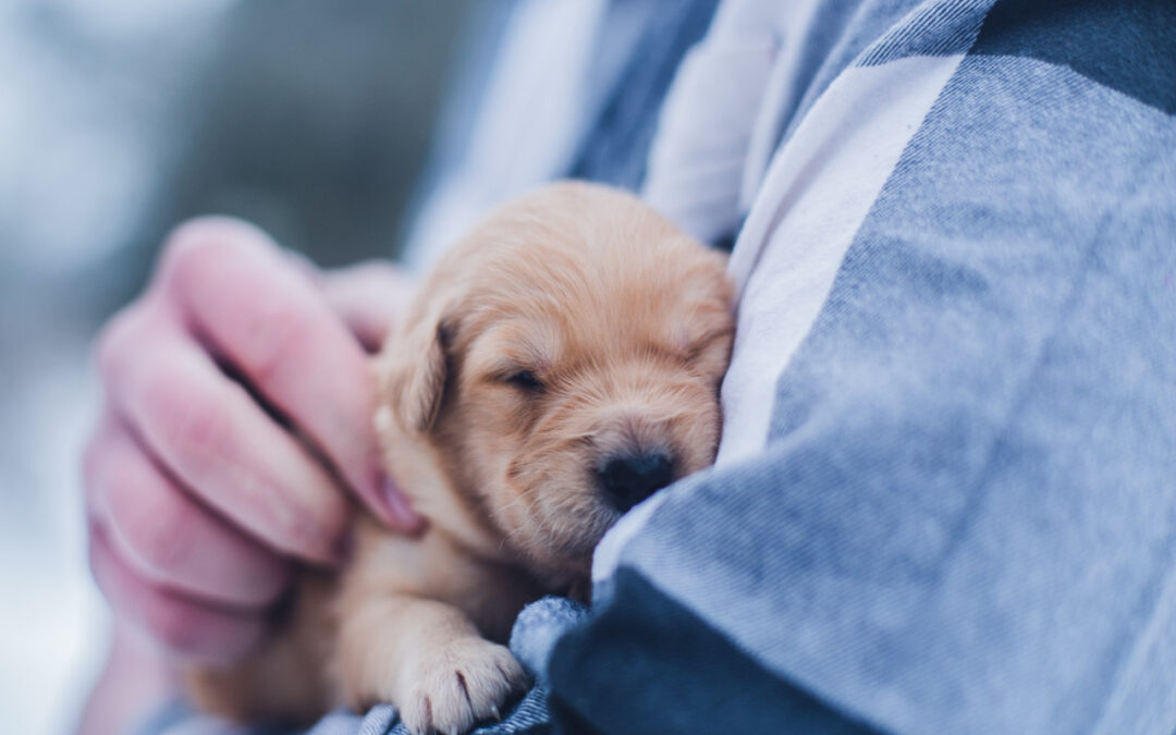 Dog Breeding Essentials